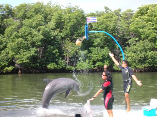 Delfinekkel fürdés Varaderóban